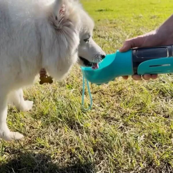 fehér kutya iszik